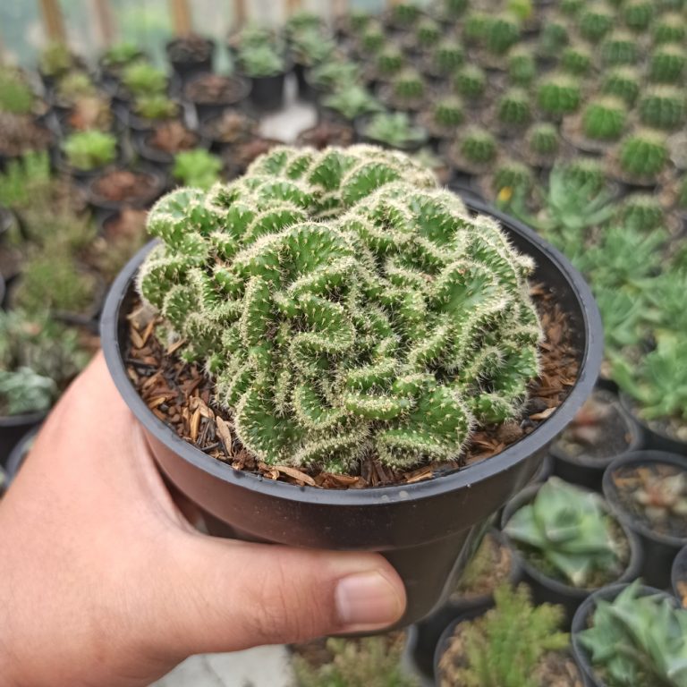 245. Austrocylindropuntia Subulata Cristata / Kaktus Babat Size 11 Cm