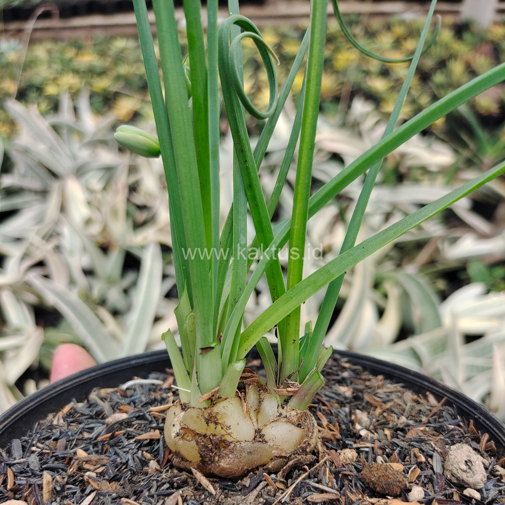 247. Albuca Spiralis - Image 2