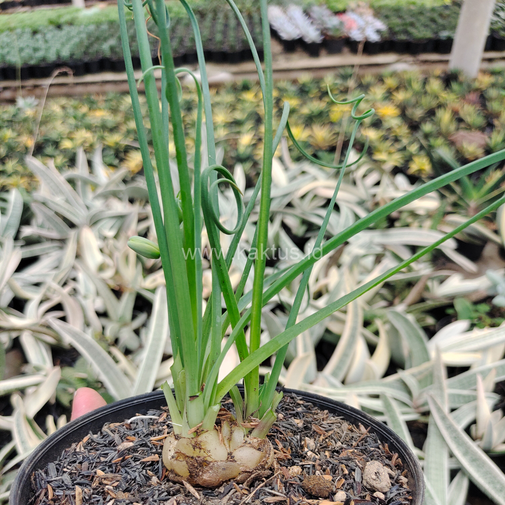 247. Albuca Spiralis - Image 5