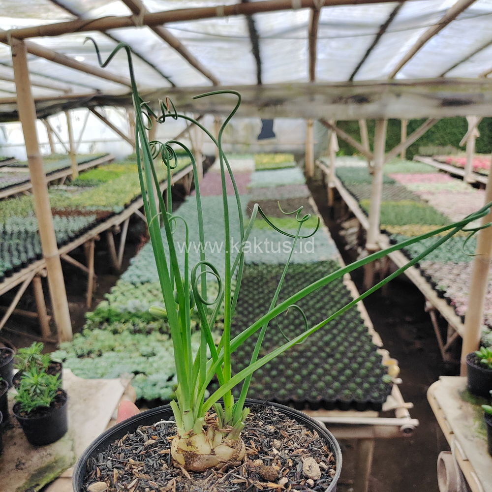 247. Albuca Spiralis - Image 6