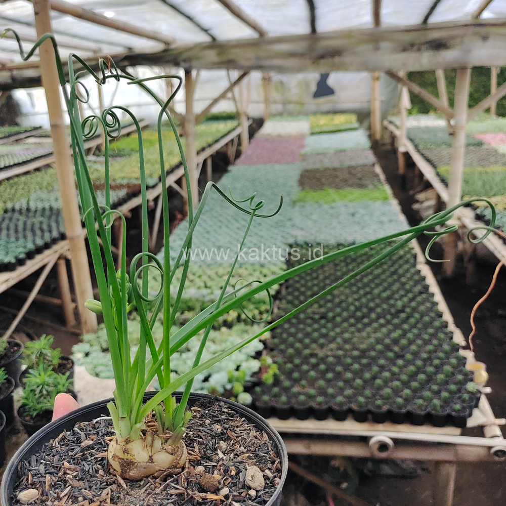 247. Albuca Spiralis - Image 8
