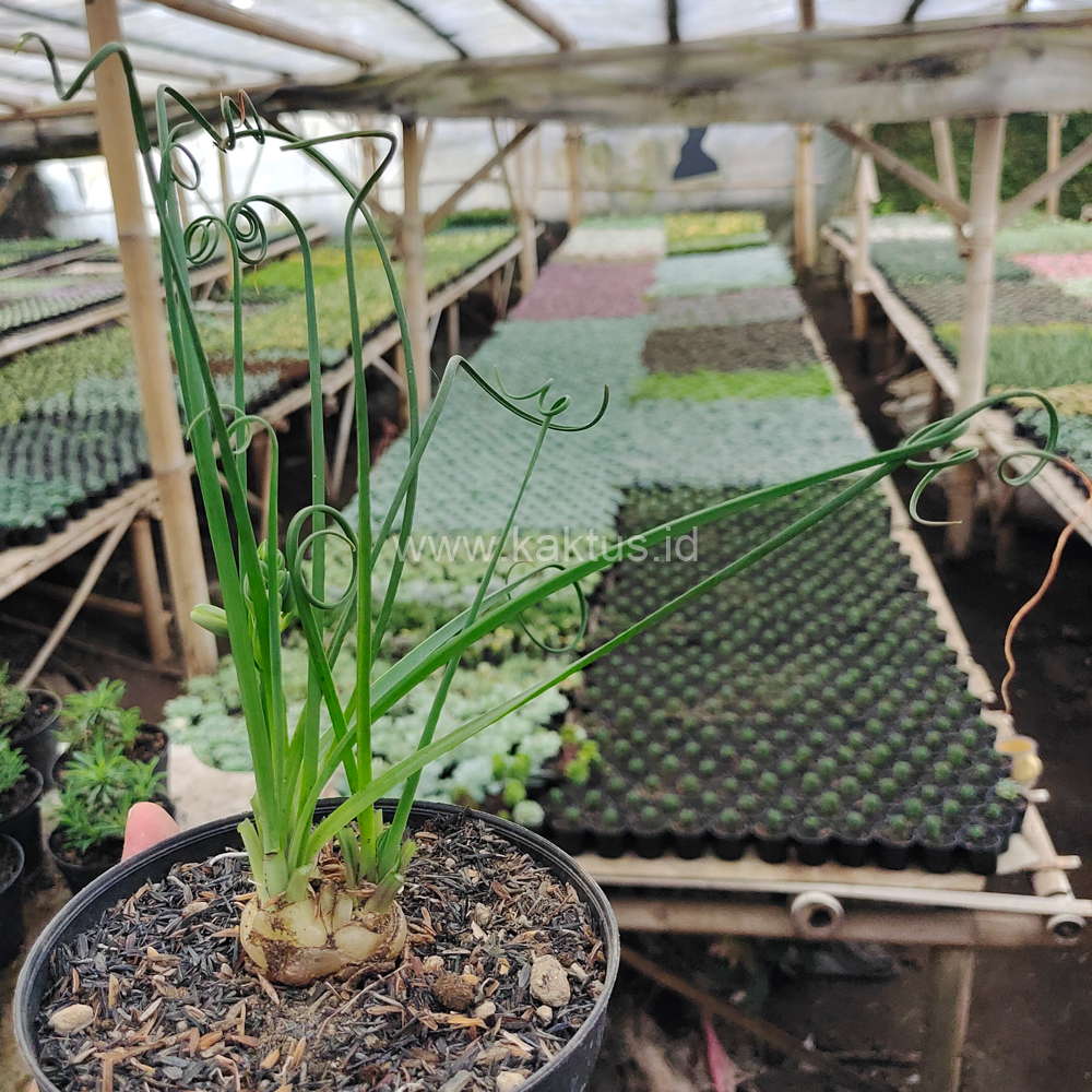 247. Albuca Spiralis - Image 7
