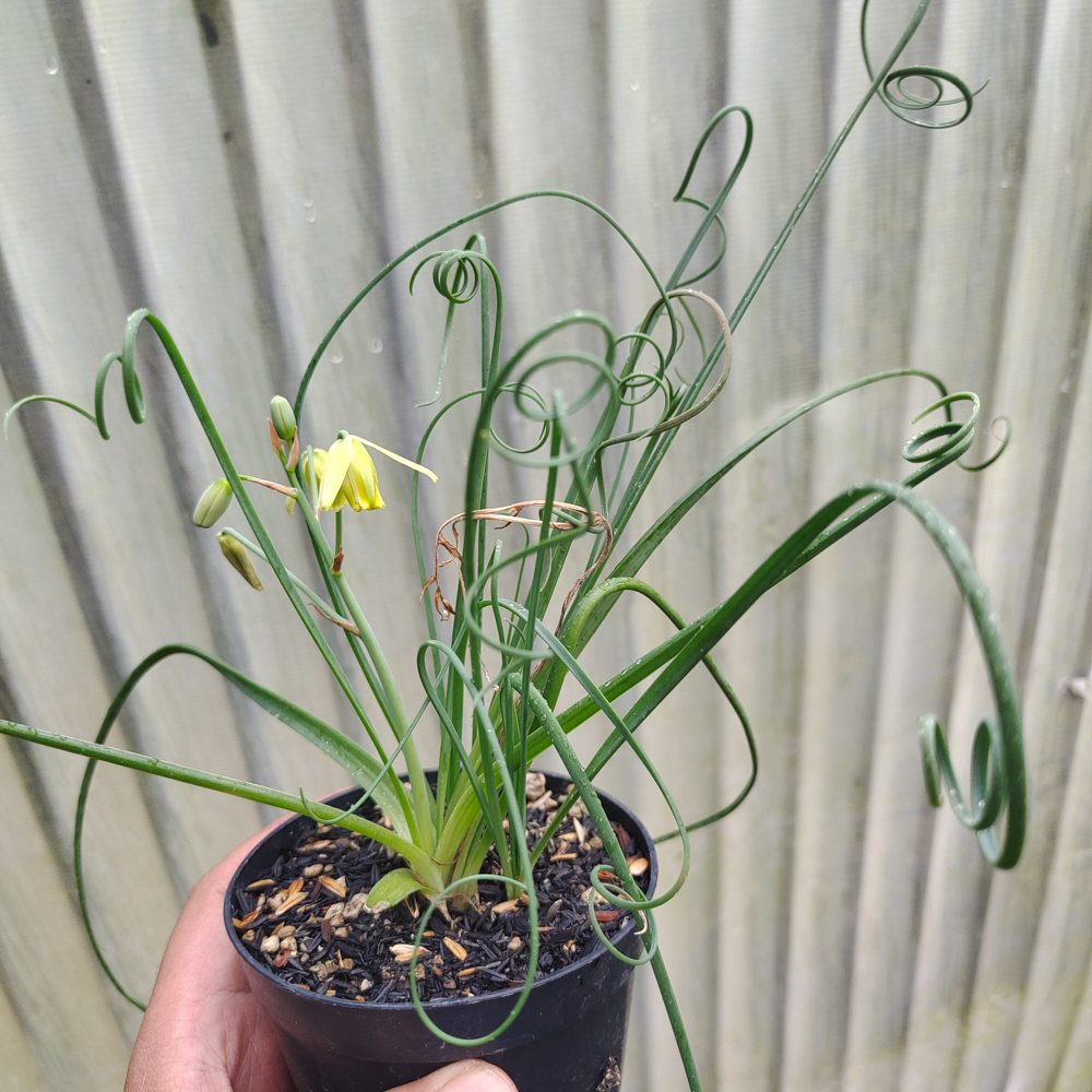 247. Albuca Spiralis - Image 3