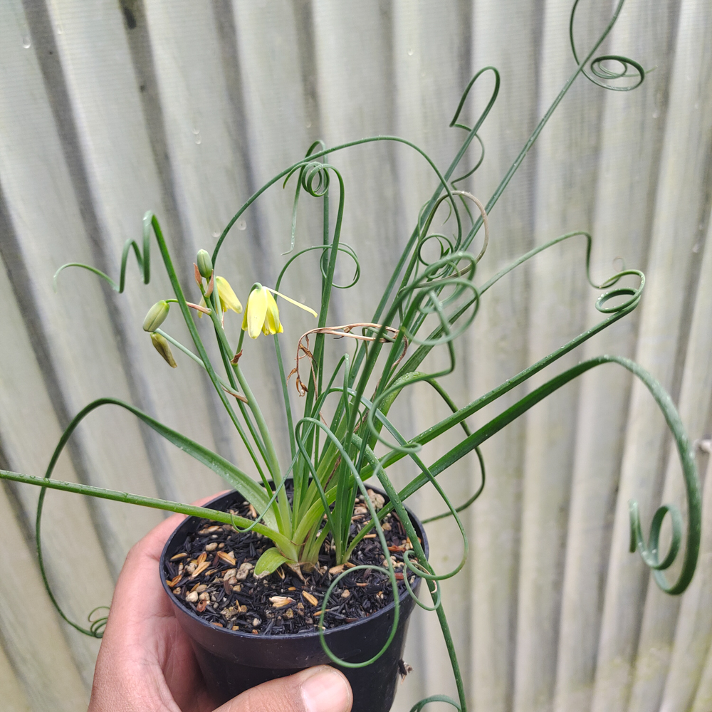 247. Albuca Spiralis - Image 4