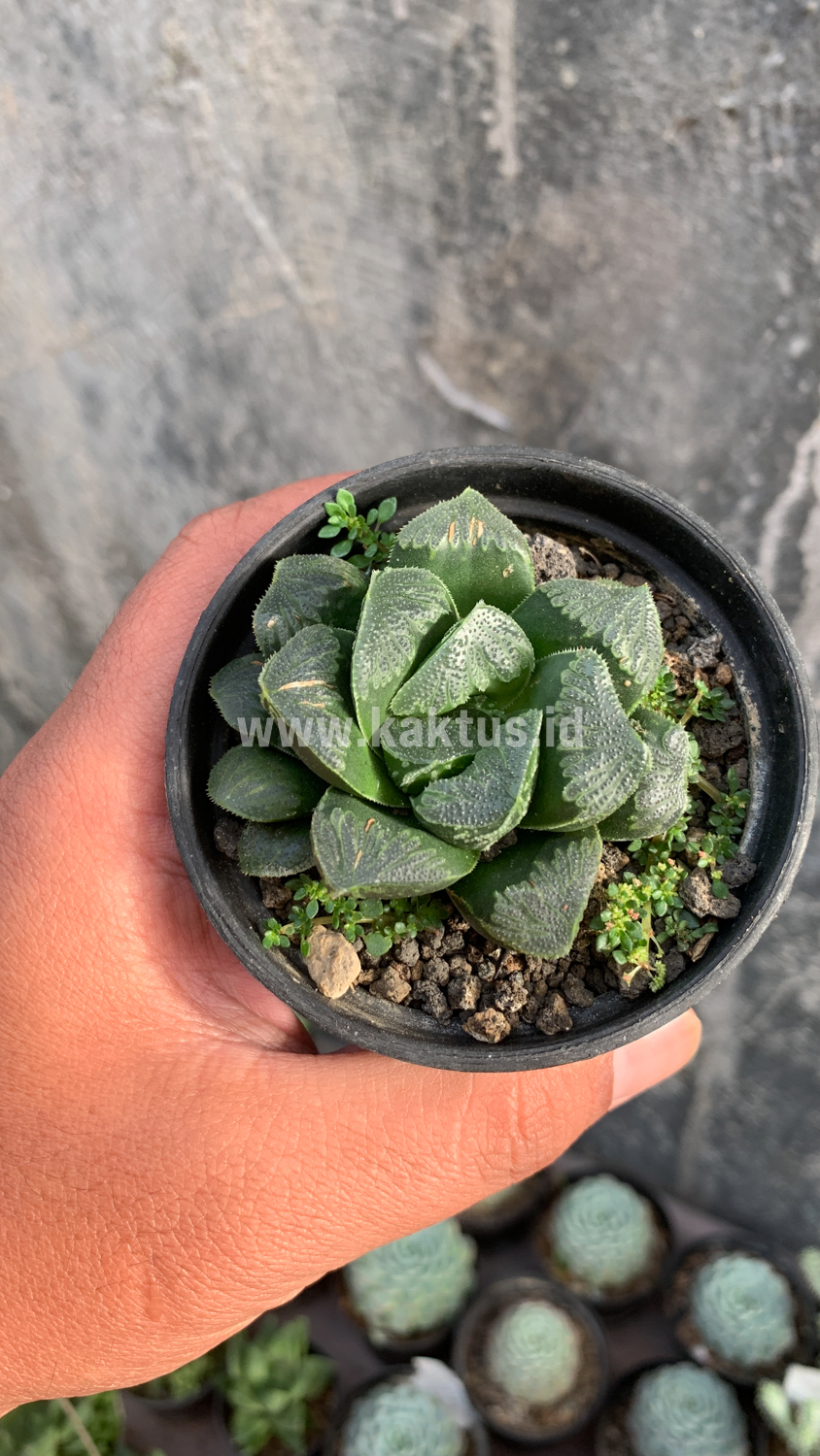 250. Haworthia Truncata Maughanii - Image 11