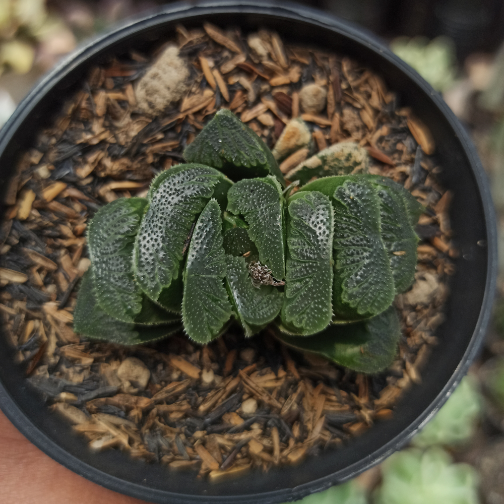 250. Haworthia Truncata Maughanii - Image 5