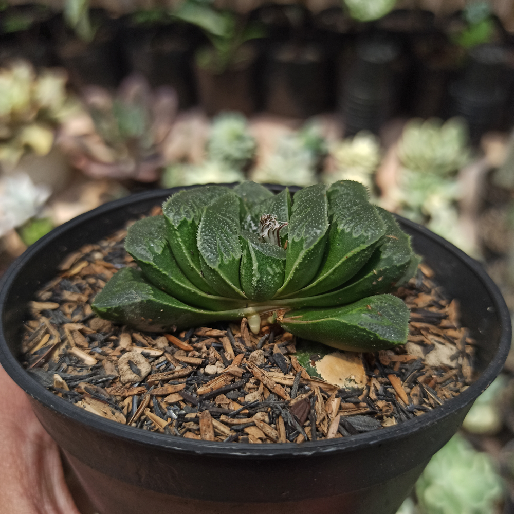 250. Haworthia Truncata Maughanii - Image 3