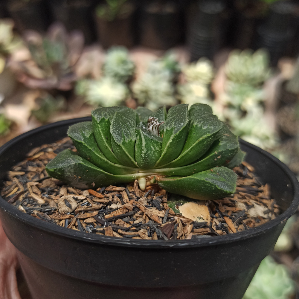 250. Haworthia Truncata Maughanii - Image 12