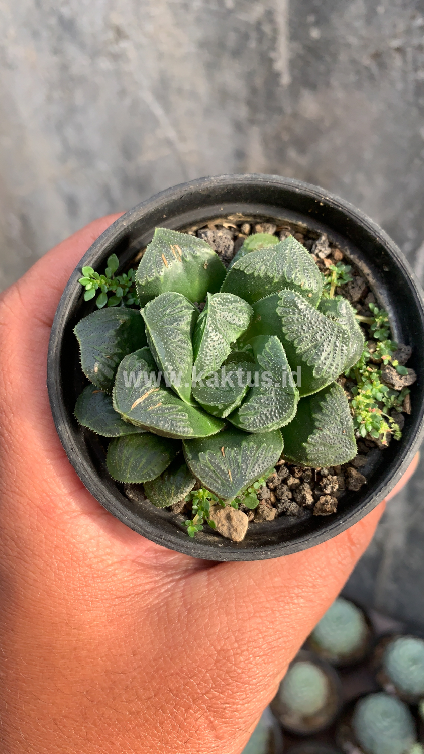 250. Haworthia Truncata Maughanii - Image 9