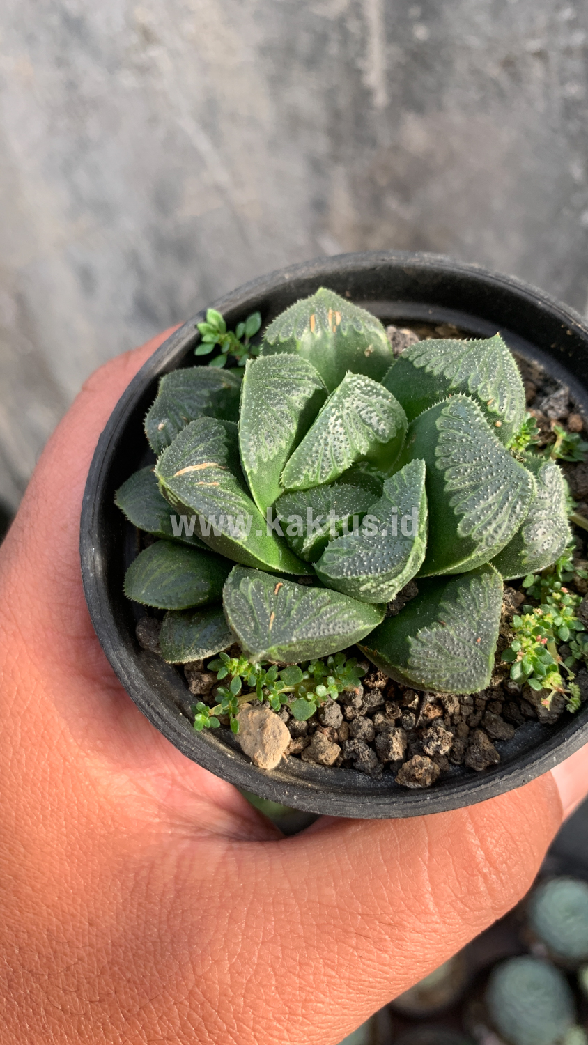 250. Haworthia Truncata Maughanii - Image 8