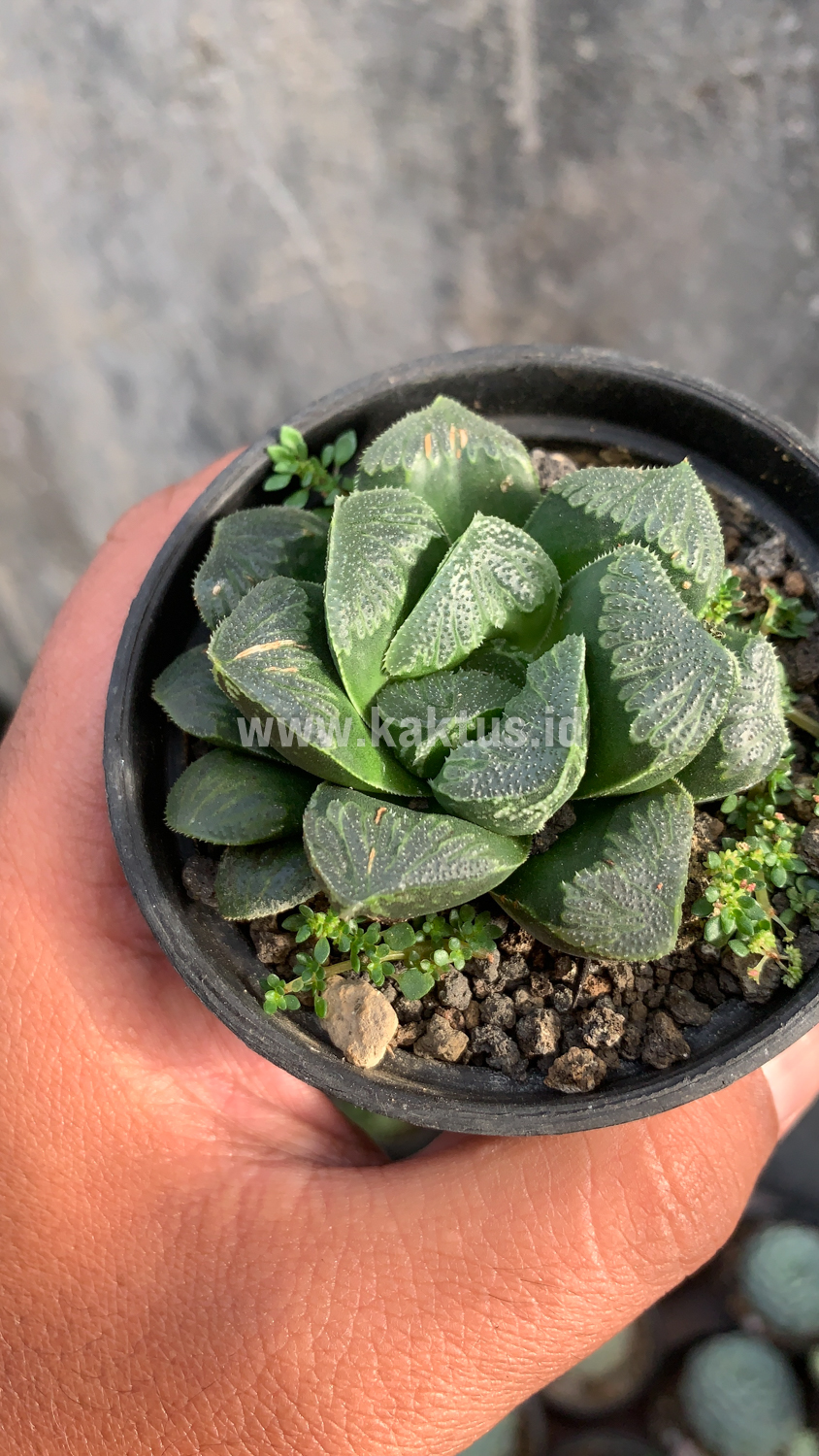 250. Haworthia Truncata Maughanii - Image 6