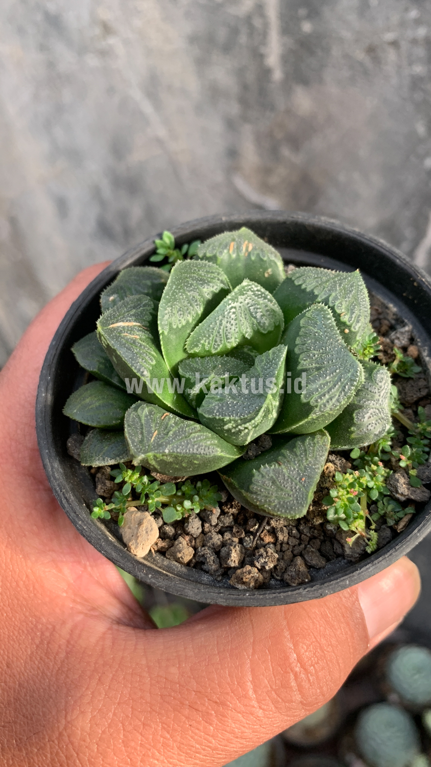 250. Haworthia Truncata Maughanii - Image 4