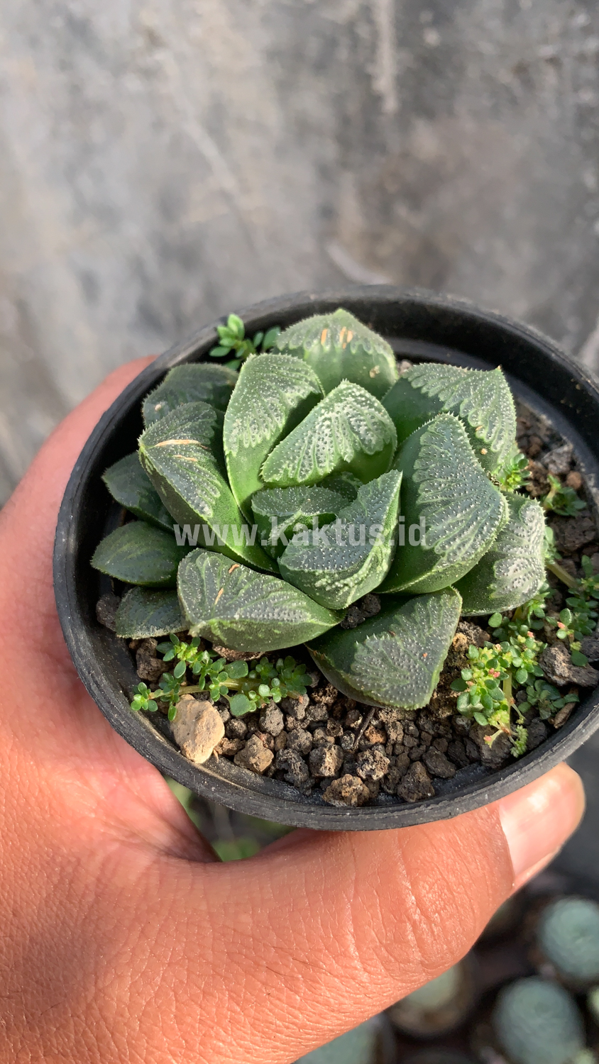 250. Haworthia Truncata Maughanii - Image 2