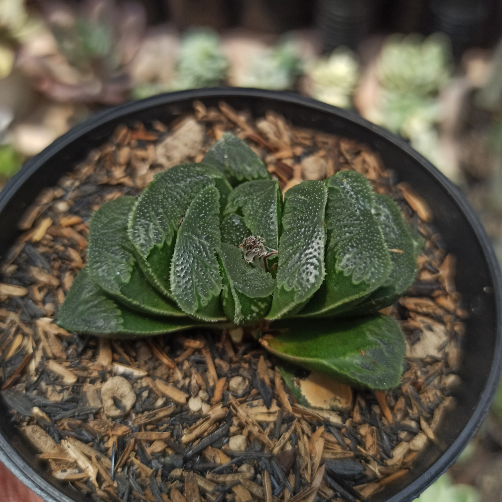 250. Haworthia Truncata Maughanii - Image 7
