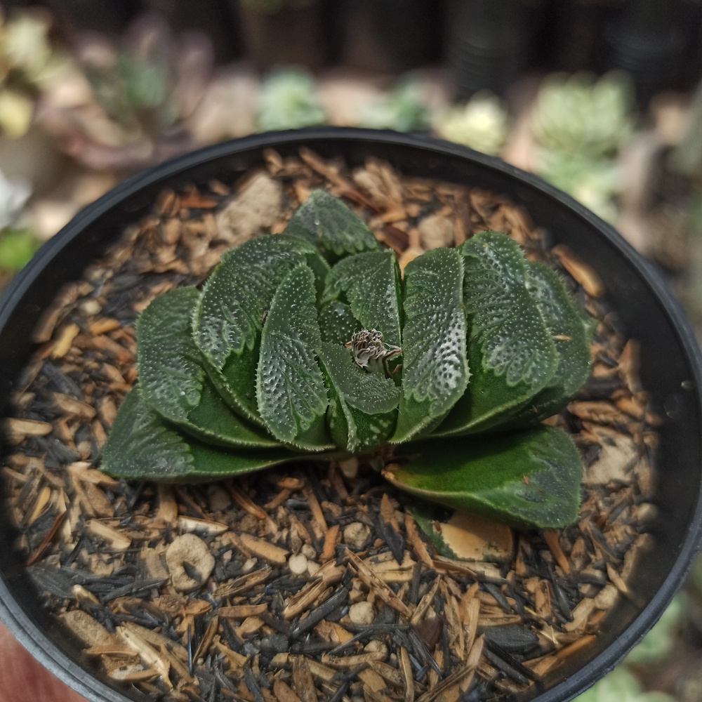 250. Haworthia Truncata Maughanii - Image 10