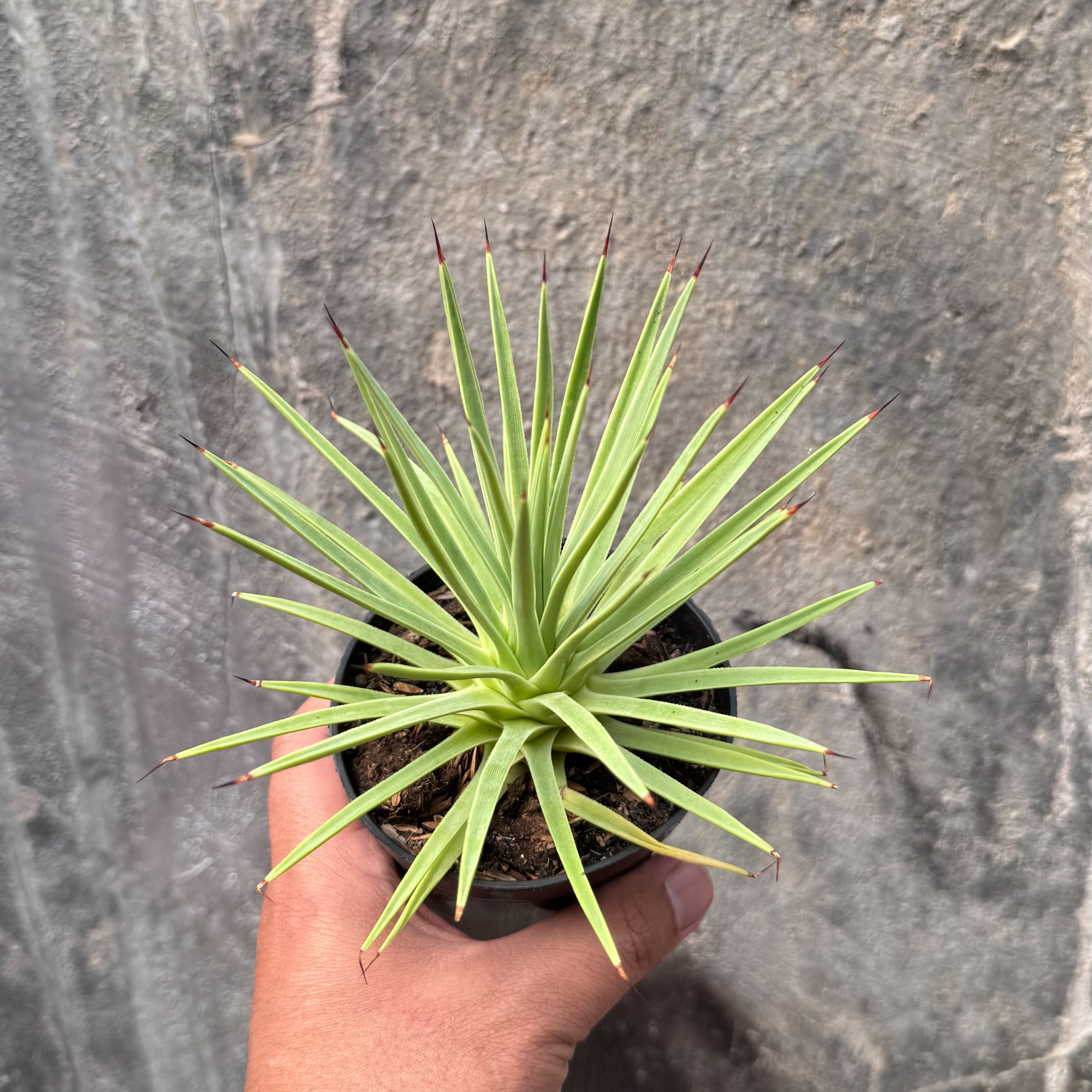 251. Agave Stricta - Image 12