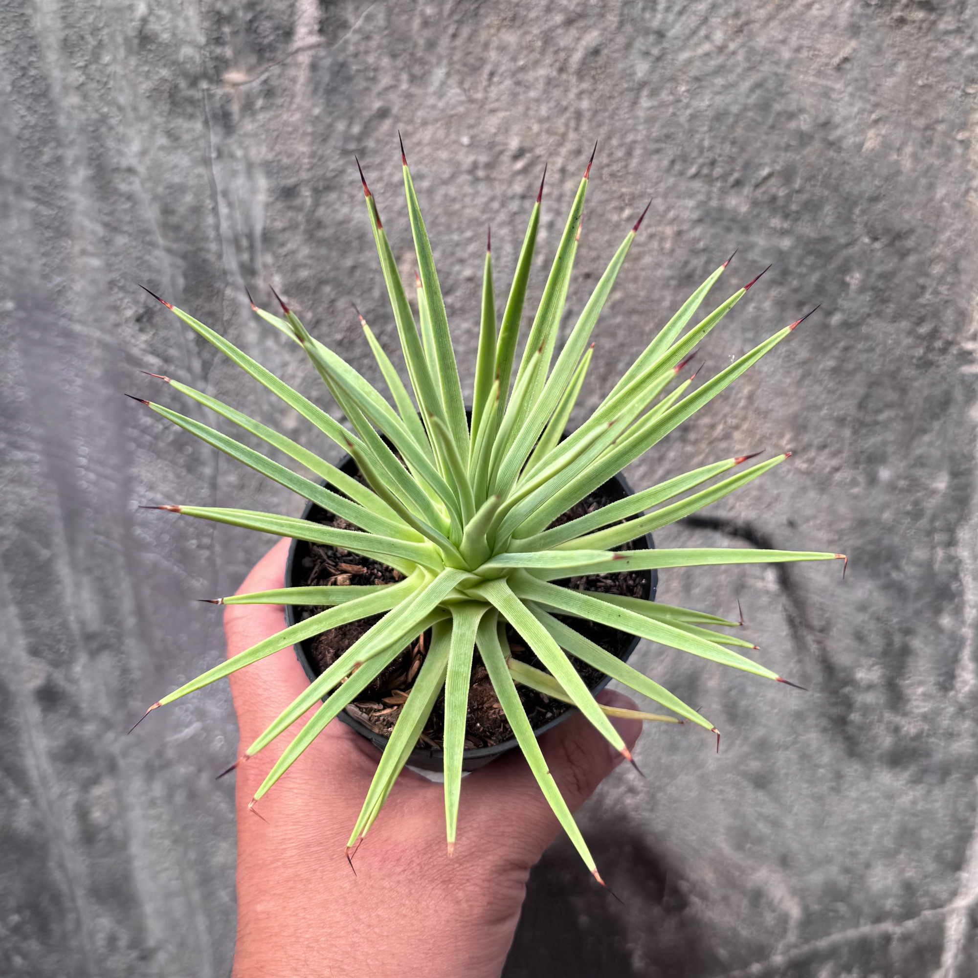 251. Agave Stricta - Image 4