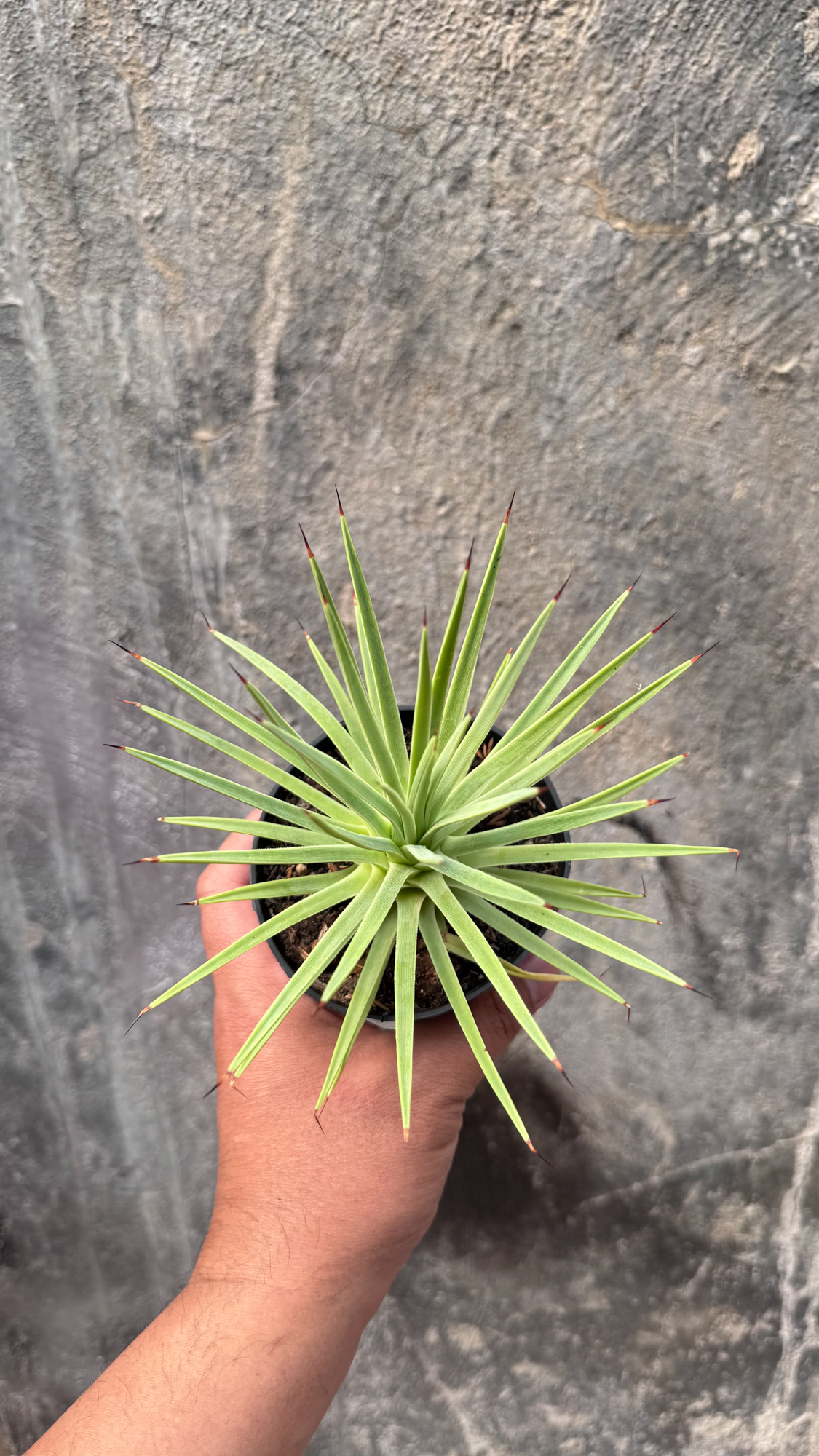 251. Agave Stricta - Image 2