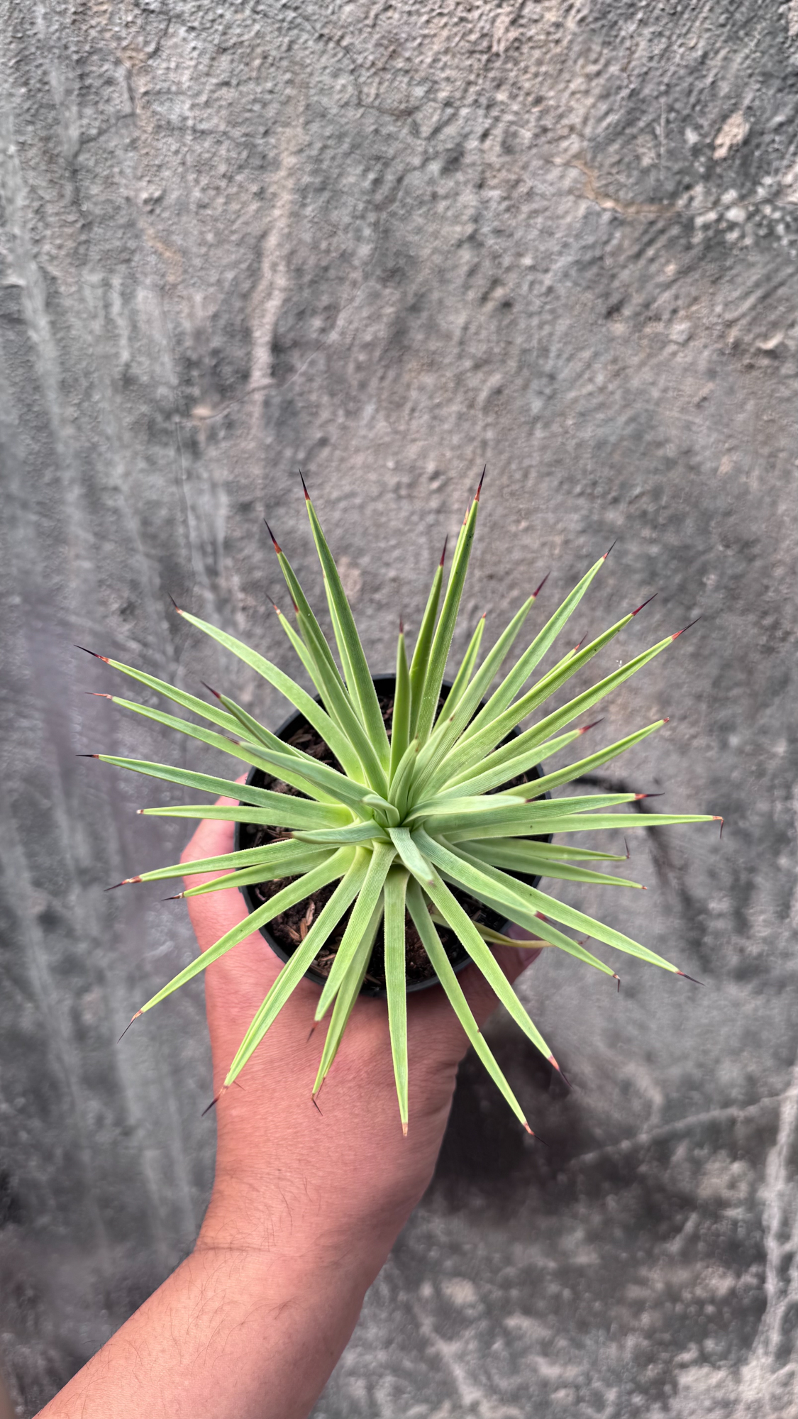 251. Agave Stricta - Image 8