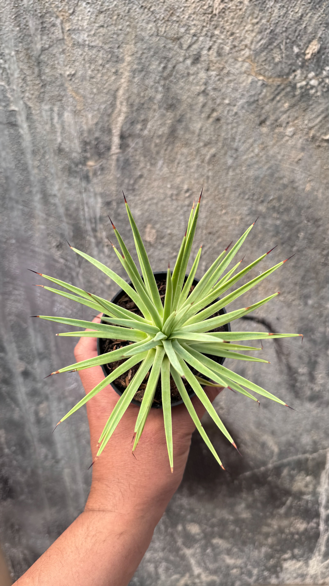 251. Agave Stricta - Image 6