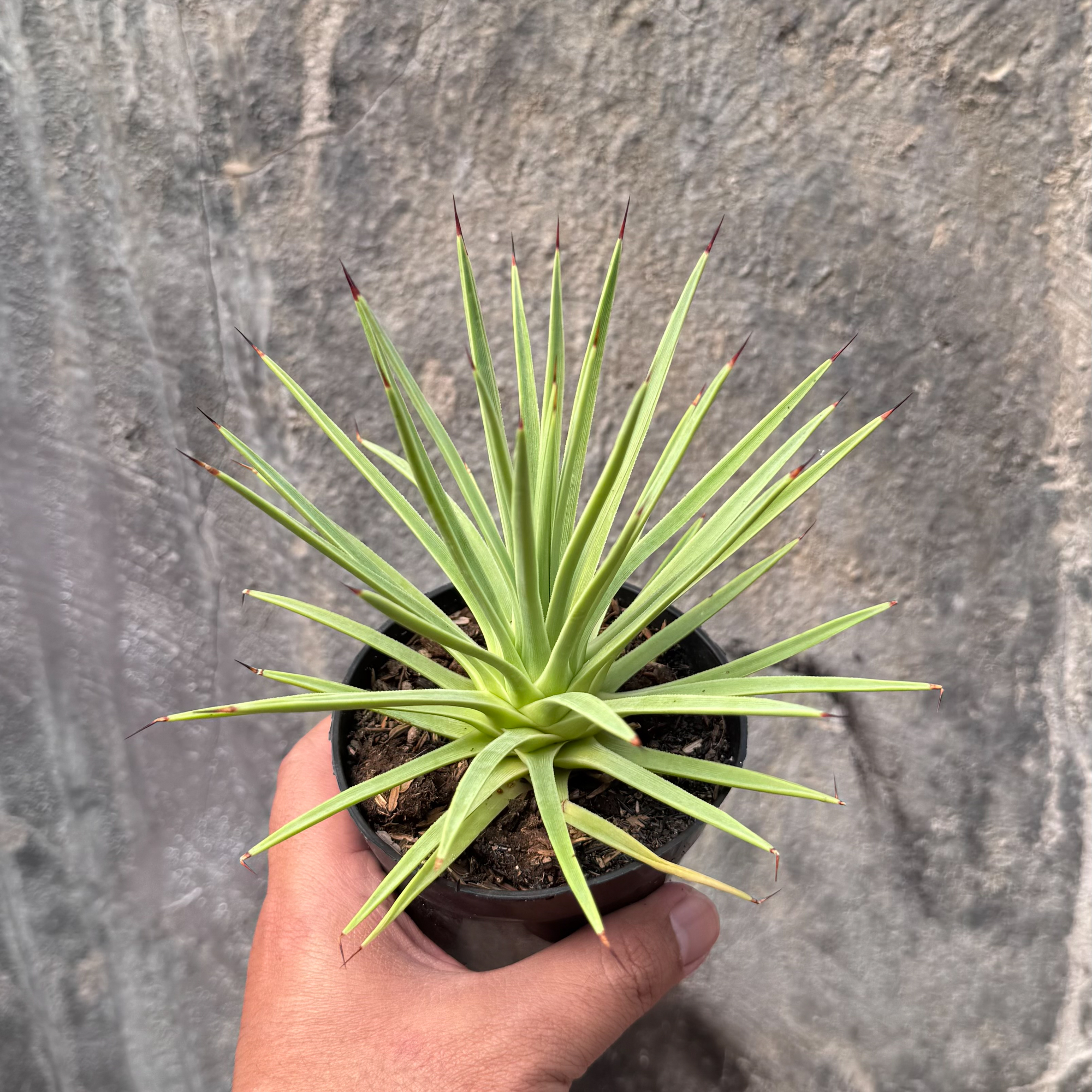 251. Agave Stricta - Image 11