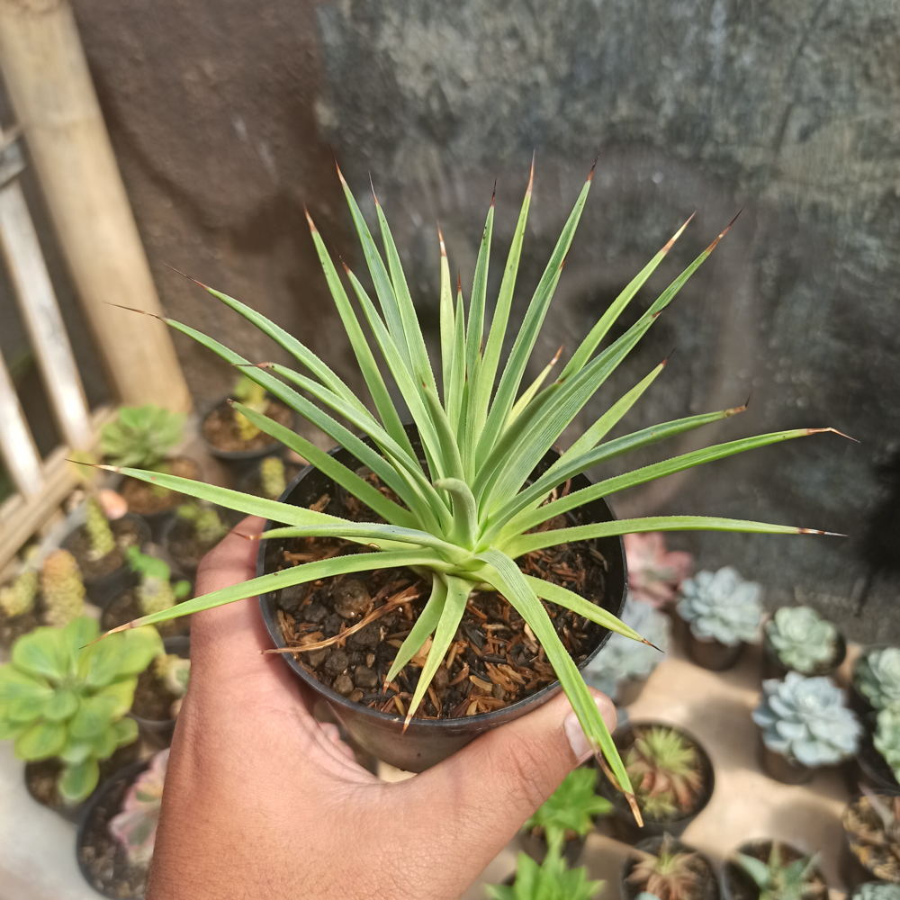251. Agave Stricta - Image 5
