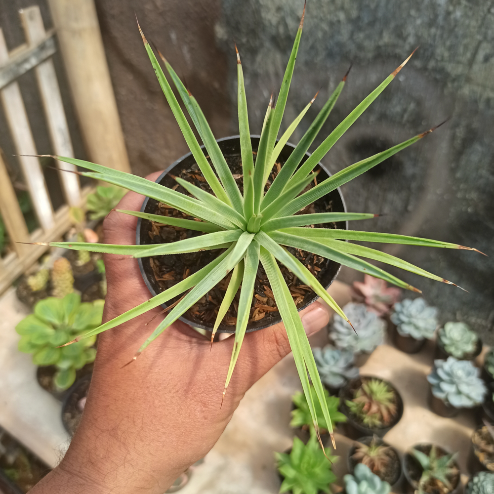 251. Agave Stricta - Image 9