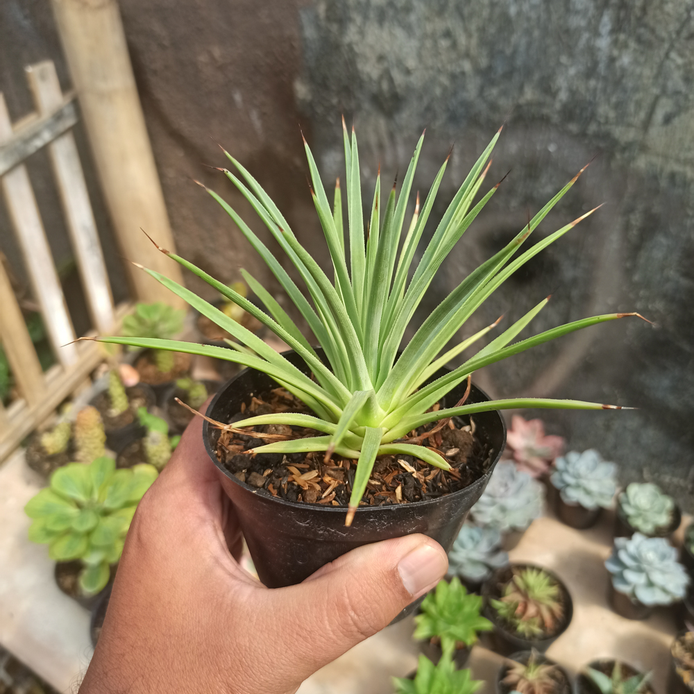 251. Agave Stricta - Image 7