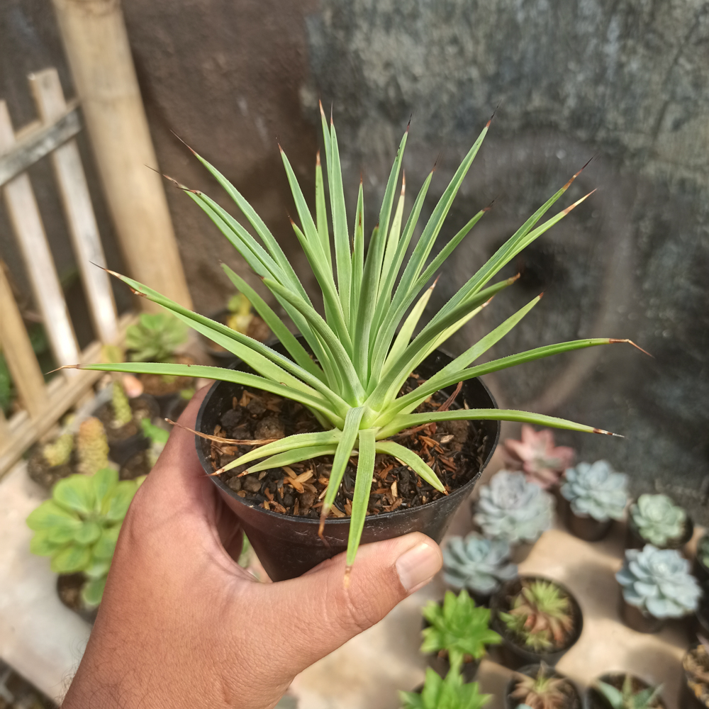 251. Agave Stricta - Image 10