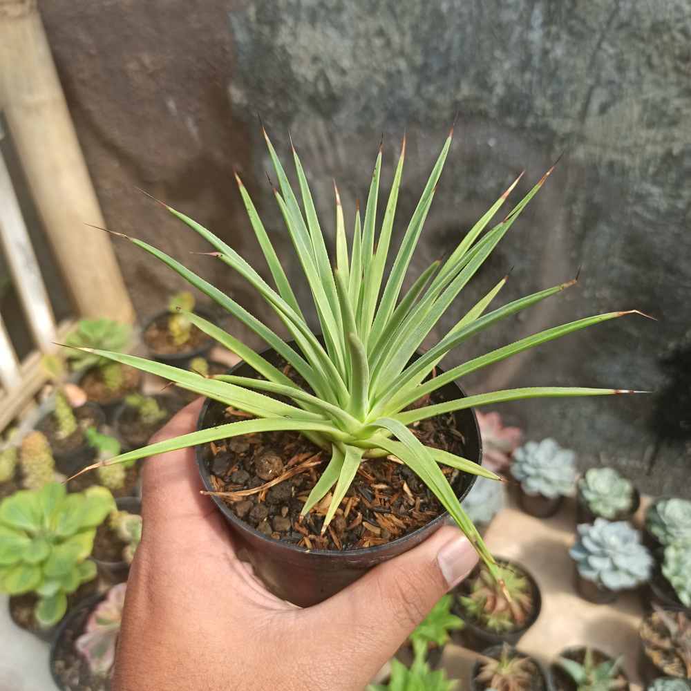 251. Agave Stricta - Image 3