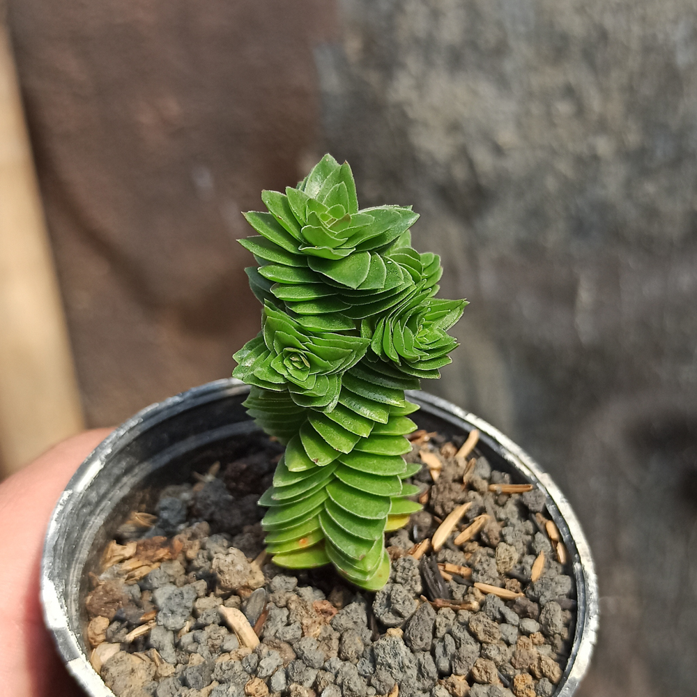 253. Crassula Estagnol - Image 4