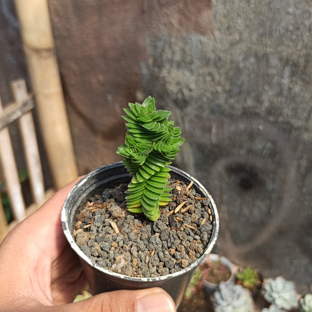 253. Crassula Estagnol - Image 3