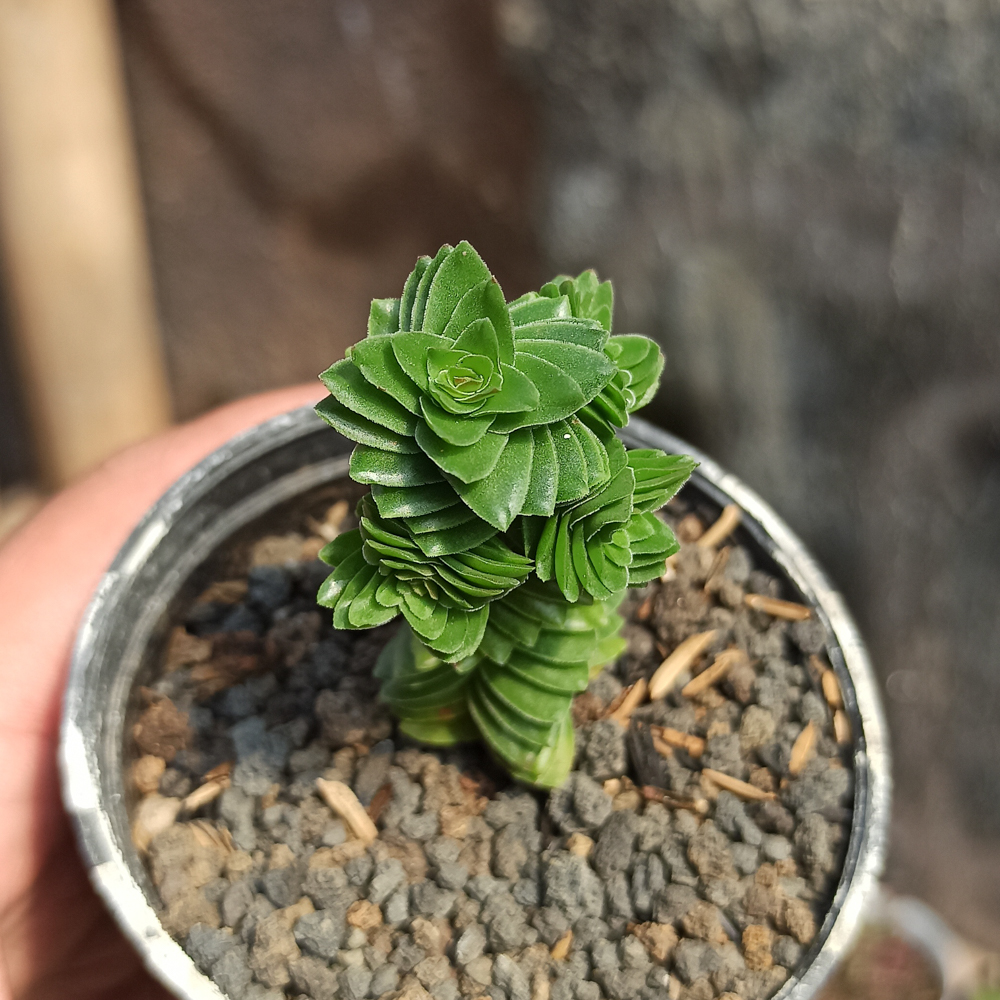 253. Crassula Estagnol - Image 5