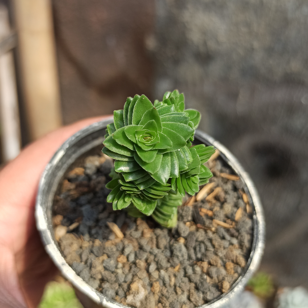 253. Crassula Estagnol - Image 6