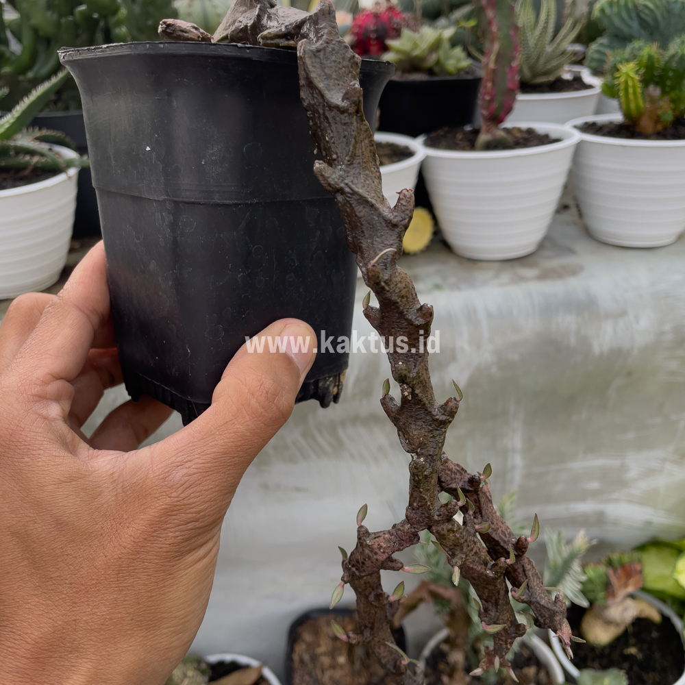 255. Ceropegia Bosseri - Image 9