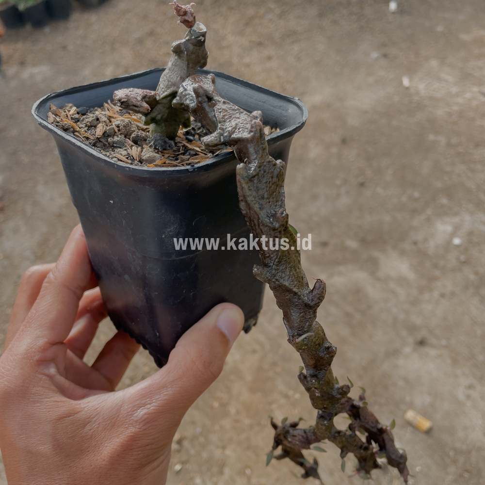 255. Ceropegia Bosseri - Image 7