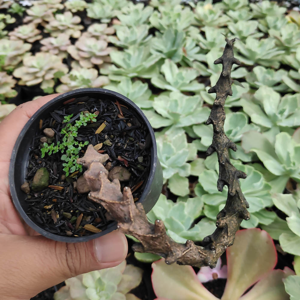 255. Ceropegia Bosseri - Image 5