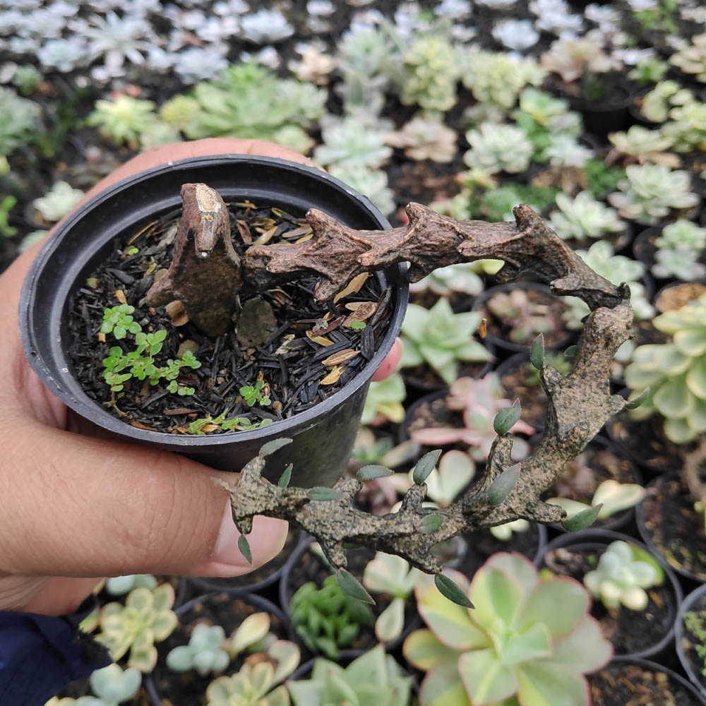 255. Ceropegia Bosseri - Image 8