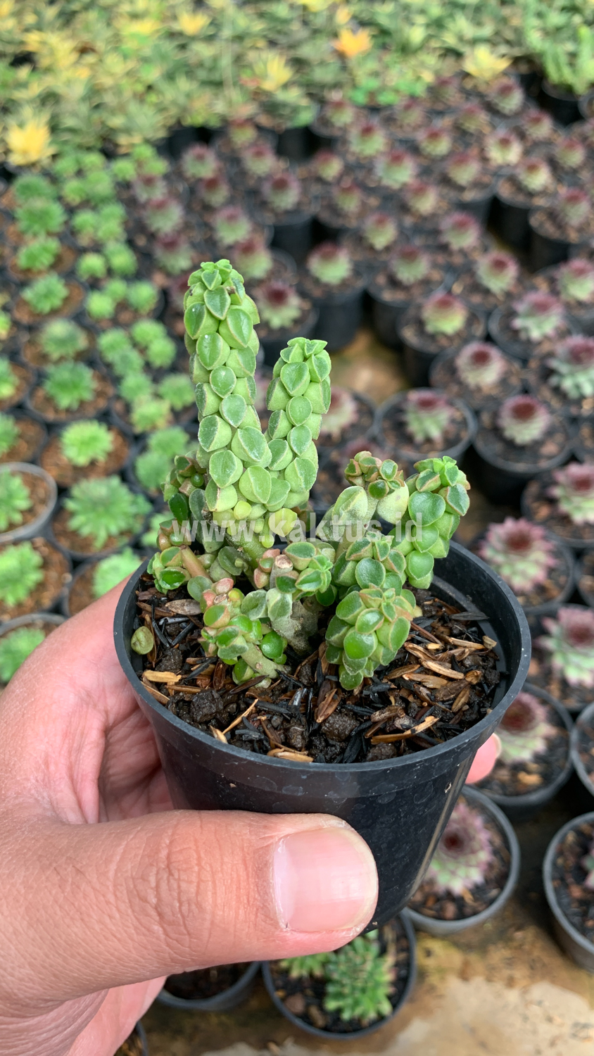 256. Peperomia Columella - Image 7