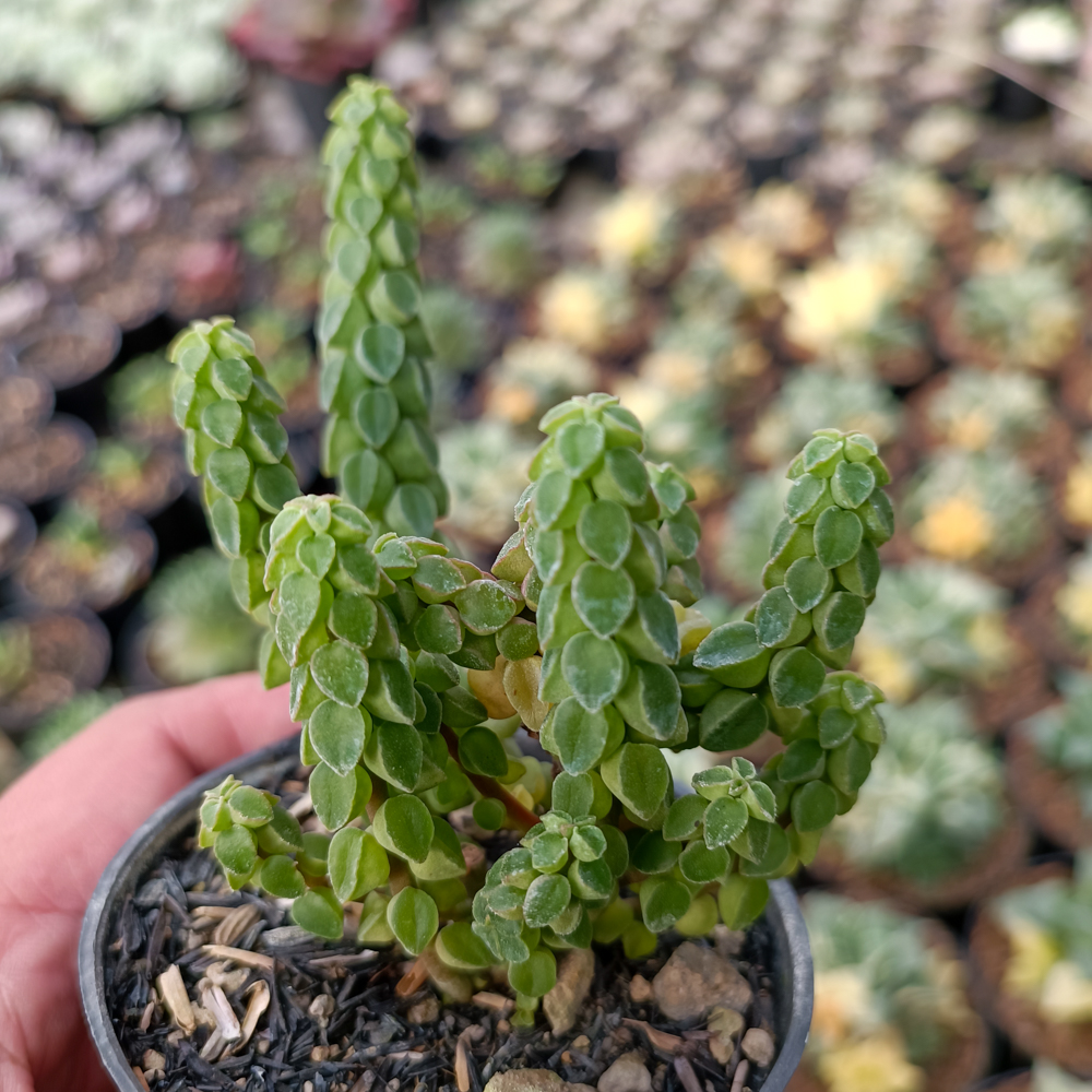 256. Peperomia Columella - Image 8