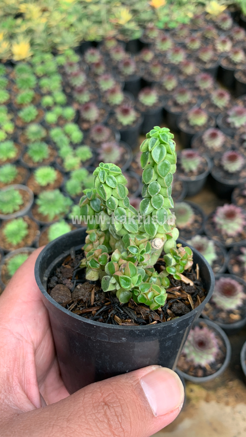 256. Peperomia Columella - Image 6