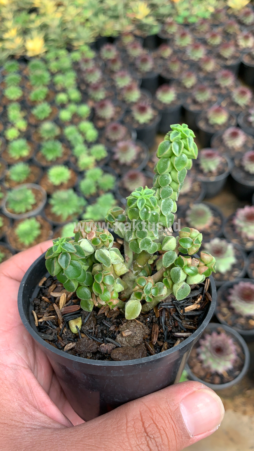 256. Peperomia Columella - Image 5