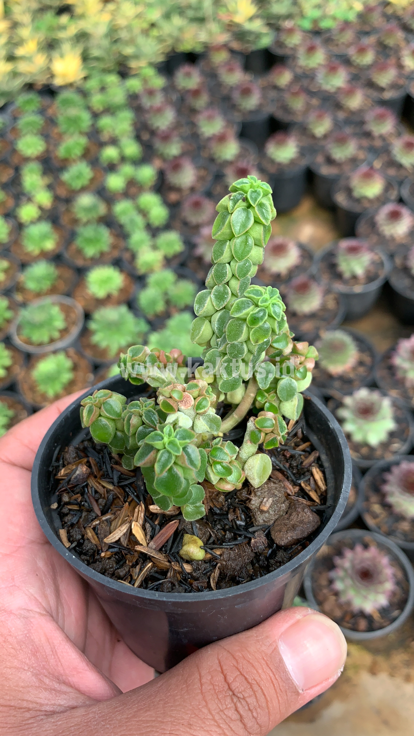 256. Peperomia Columella - Image 4