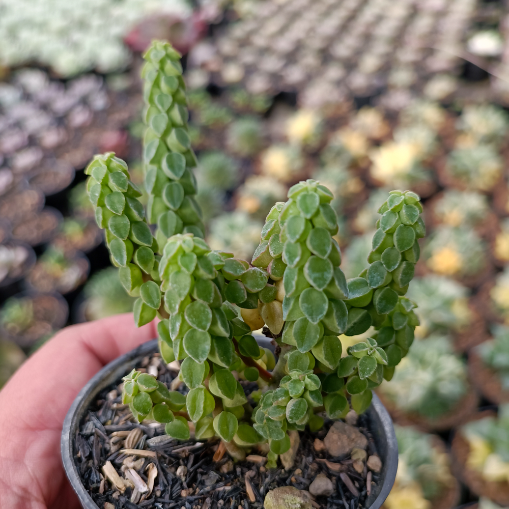 256. Peperomia Columella - Image 10