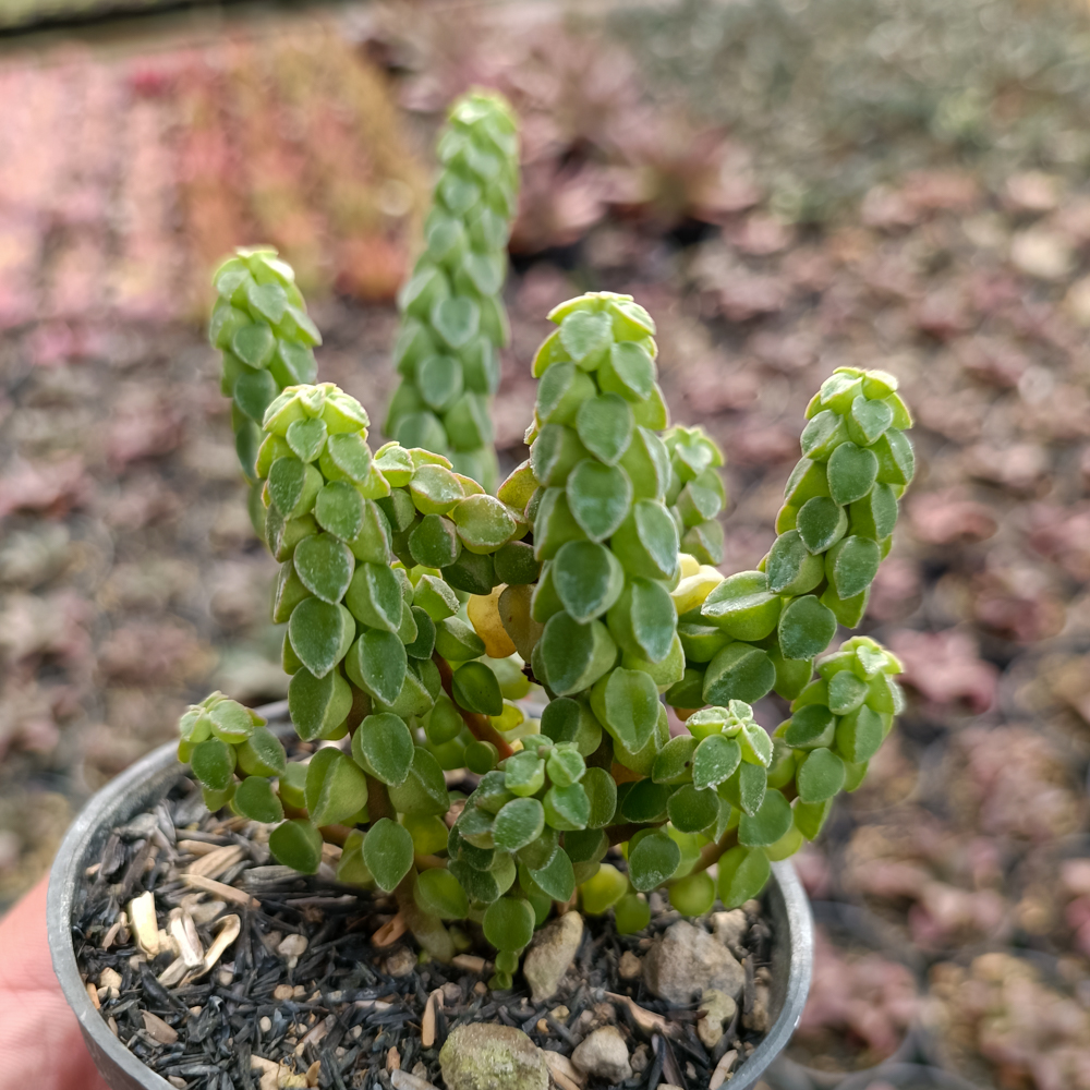 256. Peperomia Columella - Image 9