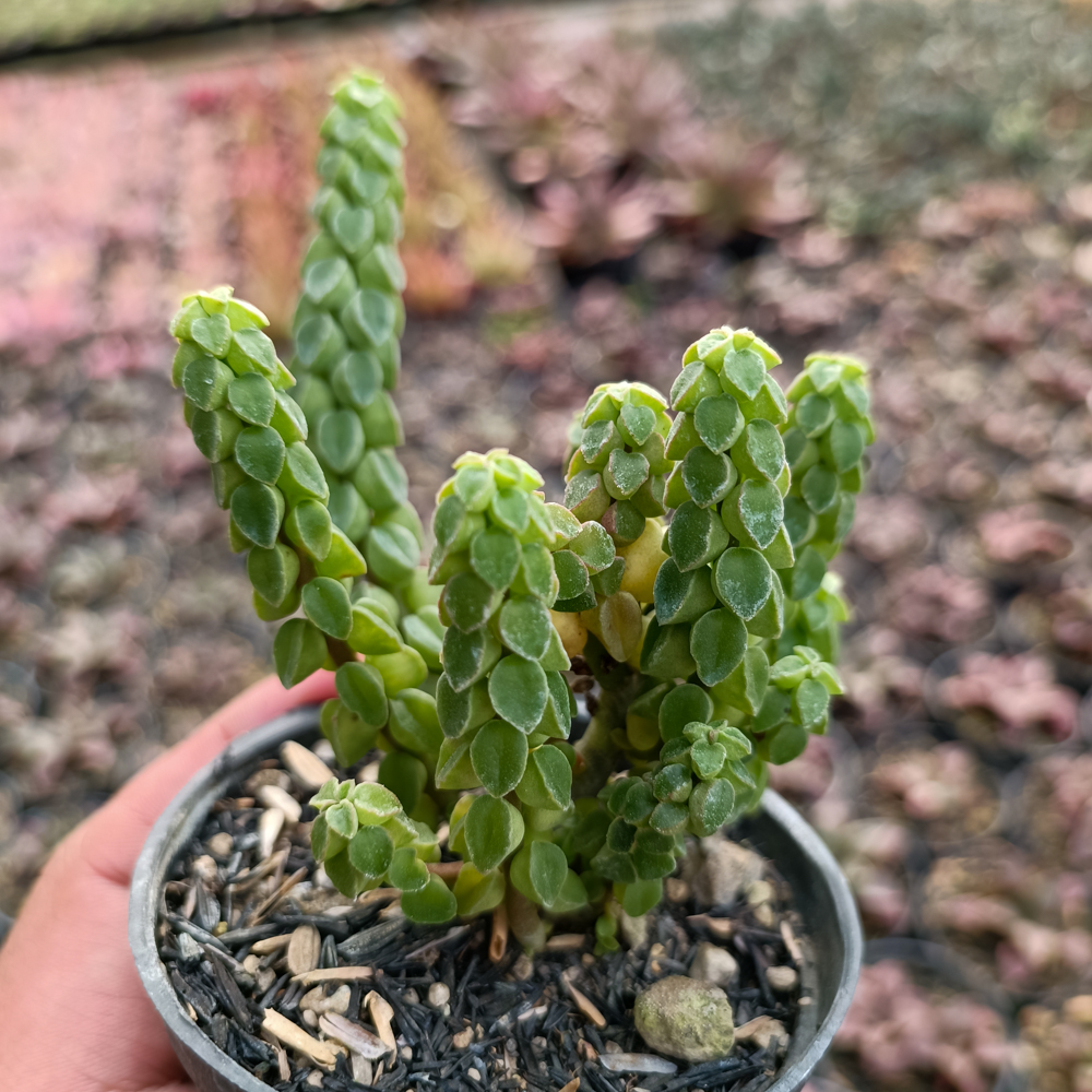 256. Peperomia Columella - Image 2