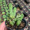 256. Peperomia Columella