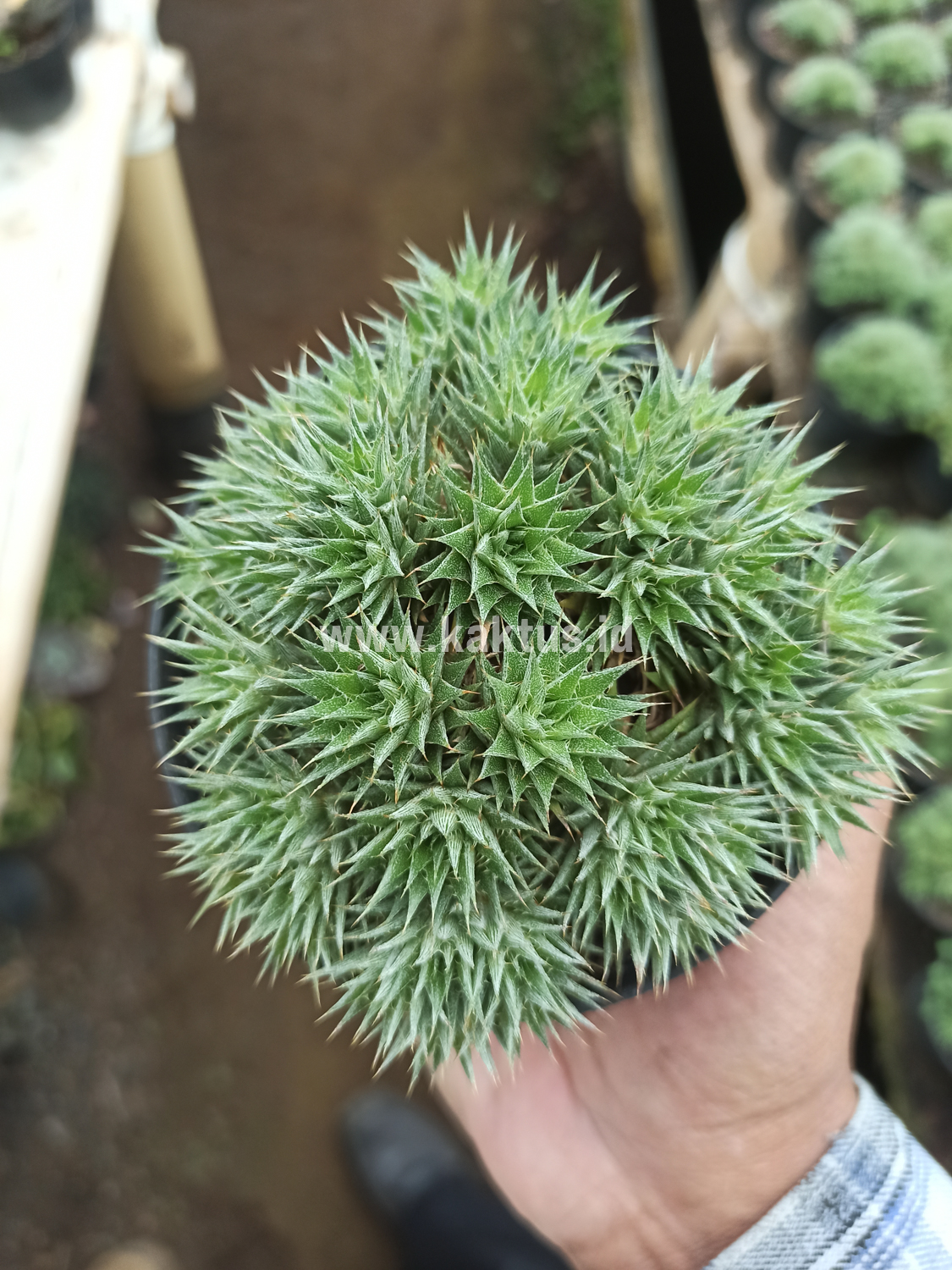 257. Deuterocohnia Brevifolia - Image 2