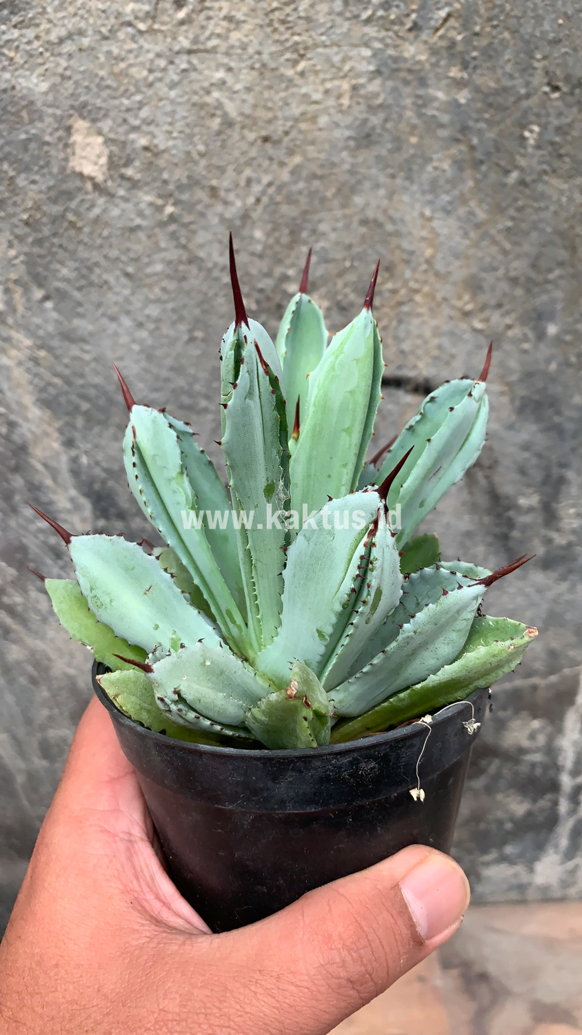 258. Agave Potatorum CV. Cubic - Image 27