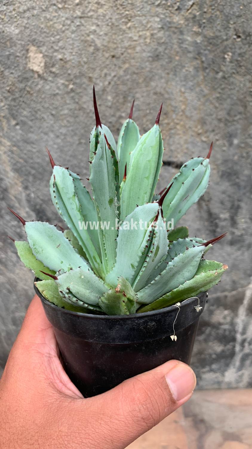 258. Agave Potatorum CV. Cubic - Image 54